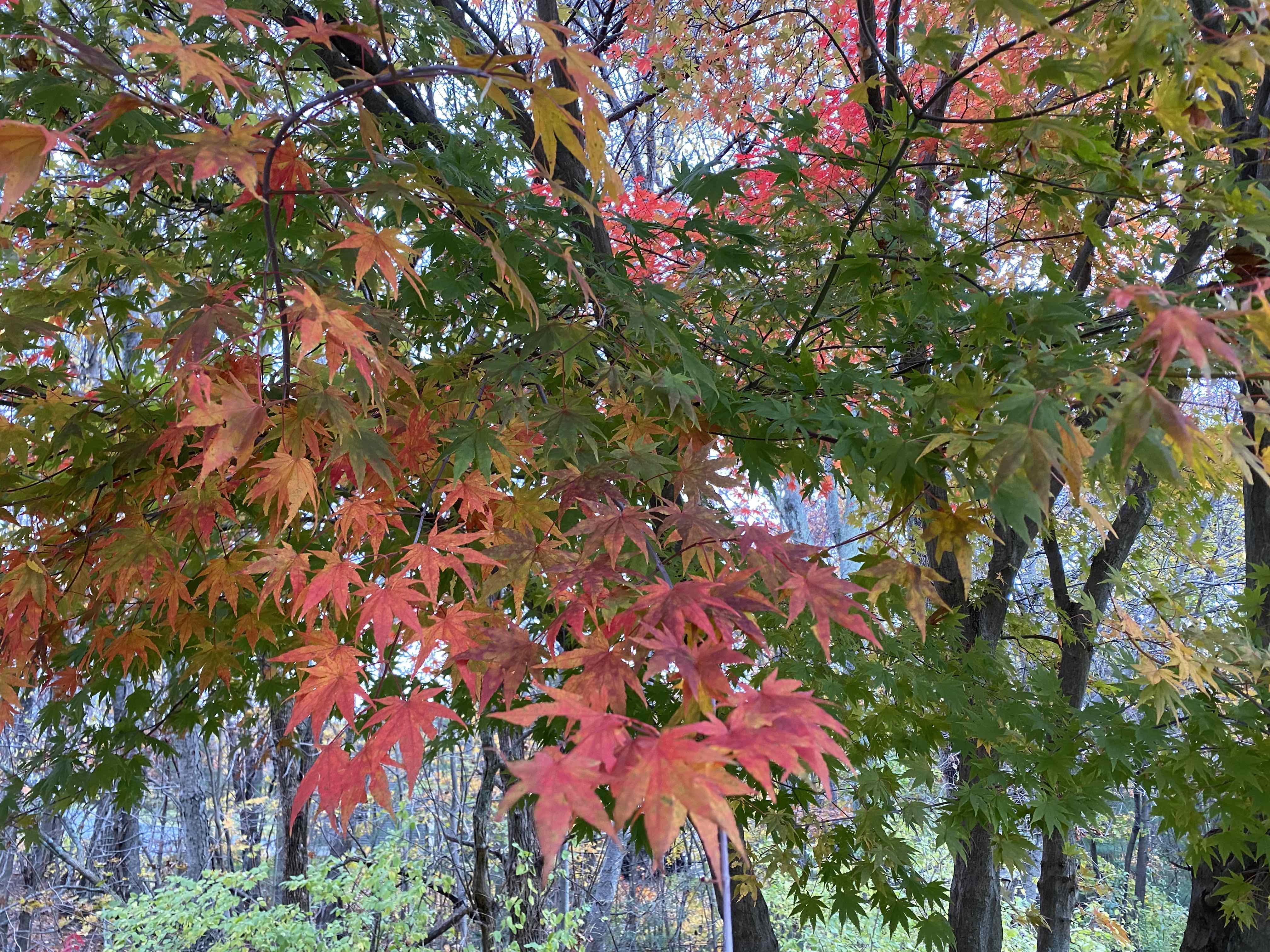 leaves
